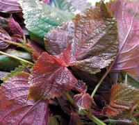 Tía tô,cây tía tô,tía tô cảnh,cây chữa bệnh,Perilla frutescens,Perilla macrostachya,Perilla ocymoides,Perilla urticifolia,Ocimum frutescens,Tía tô