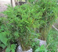 Trúc tăm,cây trúc tăm,cây trúc,cây bụi,cây đường viền,Trúc tăm