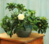 Cây dành dành,dành dành,chi tử,thuỷ hoàng chi,mác làng cương,Gardenia jasminoides Ellis,G. augusta,công dụng của cây dành dành,bài thuốc từ cây dành dành,Cây dành dành