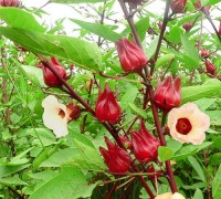 Atisô,atiso,Cynara scolymus,tác dụng của atiso,bài thuốc từ atiso,Atisô