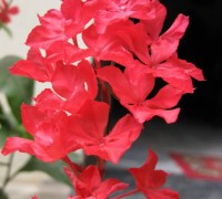 Xích hồng trà,hoa trà,Xích hồng trà