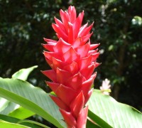 Riềng tía,riềng đỏ,sẹ đỏ,gừng cảnh,kim thất,hoa đuôi chồn đỏ,hoa hạnh phúc,Alpinia purpurata,họ gừng,Riềng tía (Riềng đỏ)