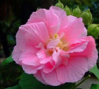 Hoa phù dung,phù dung,cây phù dung,phù dung thân mộc,mộc phù dung,địa phù dung,phù dung núi,hoa phù dung,mộc liên,túy phù dung,cây hoa,họ cẩm quỳ,Malvaceae,Hoa phù dung