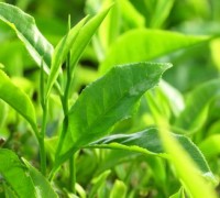Cây trà,cây chè,Camellia sinensis,trà xanh,trà ô long,trà đen,chè Thái Nguyên,chè Phú Thọ,chè Hòa Bình,chè Tân Cương Thái Nguyên,Cây chè (trà,trà xanh)