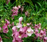 Hoa ngọc hân,hoa bâng khuâng,hoa đẹp,Hoa ngọc hân (hoa bâng khuâng)