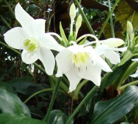 Hoa ngọc trâm,ngọc trâm,Amazon Lily,cây hoa đẹp,Hoa ngọc trâm