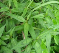 Rau răm,cây rau răm,Persicaria odorata,họ thân đốt,họ rau răm,họ Polygonaceae,cây gia vị,Rau Răm
