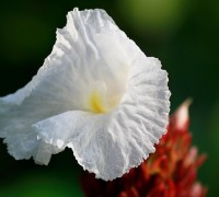 Mía dò,cát lồi, đọt đắng,đọt hoàng,tậu chó,củ chóc,sẹ vòng,sẹ vòng trổ,Costus speciosus,Mía dò