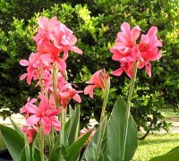 Cây dong cảnh,cây dong,Cây dong cảnh