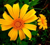 Dã quỳ,hoa dã quỳ,cây dã quỳ,cúc quỳ,sơn quỳ,quỳ dại,hướng dương dại,hướng dương Mexico,cúc Nitobe,hoa hướng dương,Tithonia diversifolia,họ Cúc,Asteraceae,Dã quỳ