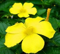Đông hầu vàng,hoa dừa vàng,Turnera ulmifolia,họ lạc tiên,Đông hầu vàng (dừa vàng)