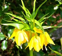 Hoa vương miện,hoa vương miện hoàng đế,Crown Imperial,Fritillaria Imperialis,Fritillaria,Liliaceae,họ hoa Lily,hoa Hà Lan,Hoa Vương miện hoàng đế (Crown Imperial)