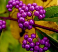 Tử châu,tử châu lá nhỏ,cây thuốc ké,Callicarpa dichotoma,cỏ roi ngựa,Verbenaceae,họ hoa môi,Lamiaceae,chi tử châu,chi nàng nàng,chi tu hú,Callicarpa,Tử Châu và Tử Châu lá nhỏ