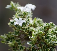 Bạch tuyết mai,mã thiên hương,hoa ngàn sao,bạch đinh hoa,hương thiên mộc,cây bỏng nẻ,Serissa foetida,Serissa japonica Thunb,họ Thiến thảo,Rubiaceae,cây bụi,Bạch tuyết mai