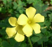 Chua me đất hoa vàng,chua me đất,cây me đất,me chua đất,me đất nhỏ,me chua đất hoa vàng,Oxalis corniculata,Chua me đất hoa vàng