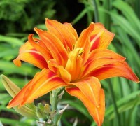 Hoa hiên,huyên thảo,vong ưu,nghi nam,lê lô,lộc thông,rau huyên,hoàng hoa,kim trâm thái,huyền thảo,phắc chăm,Hemerocallis fulva,hoa hiên chữa bệnh,tác dụng của hoa hiên,bài thuốc từ hoa hiên,Hoa hiên (huyên thảo)