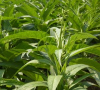 Thuốc lào,Nicotiana rustica,chi thuốc lá,Nicotiana,tác hại của thuốc lào,hút thuốc lào,Thuốc lào