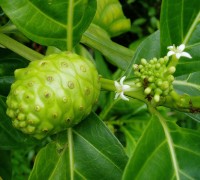 Cây nhàu,Morinda Citrifolia L.,họ Cà phê,Rubiaceae,Cây nhàu