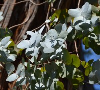 Cây tiền bạc,đô la bạc,Silver dollar,đồng đô bạc,đồng đô la bạc,Eucalyptus cinerea,silver dollar tree,Cây tiền bạc, đồng đô la bạc (Silver dollar)