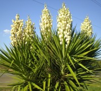 Cây ngọc giá,ngọc giá,cay ngoc gia,cây ngoại thất,Yucca Filamentosa,họ măng tây,họ thiên môn đông,Asparagaceae,Ngọc Giá