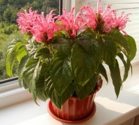 Hồng long ngọc,cây hồng long ngọc,hồng long nhả ngọc,cây long ngọc,cây gia cốp,cây ngọc long,Justicia carnea Nichols,họ Ô rô,Acanthaceae,cây bụi,Hồng long ngọc