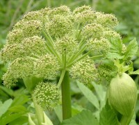 Bạch chỉ,cây bạch chỉ,Angelica dahurica,họ hoa tán,Apiaceae,cây thuốc,bách chiểu,chỉ hương,cửu lý trúc căn,đỗ nhược,hòe hoàn,lan hòe,linh chỉ,ly hiêu,phương hương,bài thuốc từ bạch chỉ,Bạch chỉ