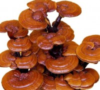 Nấm linh chi,các loại nấm linh chi,Tiên thảo,Nấm trường thọ,Vạn niên nhung,Gnoderma lucidum,Nấm lim,Ganodermataceae,cây thảo dược,Nấm linh chi