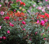 Hoa hồng quế,hoa hồng,rosa,rose,Rosaceae,Hoa hồng quế