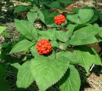 Tam thất,cây tam thất,tam thất bắc,tam thất nam,sâm tam thất,điền thất nhân sâm,kim bất hoán,Panax pseudoginseng,tam thất gừng,khương tam thất,ngải năm ông,thổ tam thất,bạch truật nam,cúc tam thất,vũ diệp tam thất,tam thất hoang,Stahlianthus thorelii,zingiber ginseng,họ nhân sâm,Araliaceae,họ cuồng cuồng,họ gừng,Zingiberaceae,Tam thất (tam thất bắc, tam thất nam)