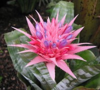 Dứa cảnh gai hồng,dứa cảnh,dứa que diêm,Aechmea fasciata,họ dứa,Bromeliaceae,Dứa cảnh gai hồng
