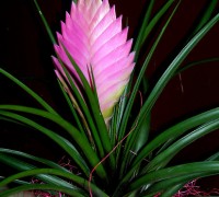Cây quạt ba tiêu,hoa quạt ba tiêu,quạt ba tiêu,Tillandsia cyanea,Pink Quill,họ dứa,Bromeliaceae,Tillandsioideae,Cây hoa Quạt ba tiêu