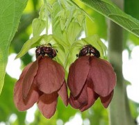 Cây tai mèo,tai mèo,cây bất thực,Abroma augusta,họ cẩm quỳ,Malvaceae,Cây tai mèo (bất thực)