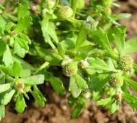 cóc mẵn,cóc mẩn,cỏ the,cúc trăm chân,bách hài,cóc ngồi,thuốc mộng,thạch hồ tuy,nga bất thực thảo,địa hồ tiêu,cầu tử thảo,Centipeda minima,họ cúc,Asteraceae,bài thuốc từ cóc mẵn,tác dụng của cóc mẵn,cây thuốc,Cóc mẵn (cóc mẳn)