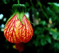 Hoa bụp lồng đèn,bụt lồng đèn,bụp lồng đèn,hoa dâm bụt,hoa râm bụt,bông bụt,bông bụp,Abutilon pictum,Flowering Maple,họ cẩm quỳ,Malvaceae,Hoa bụp lồng đèn