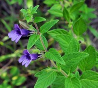 Nhân trần,cây nhân trần,hoắc hương núi,chè nội,Adenosma glutinosum,Adenosma caeruleum,Adenosma glutinosum,Adenosma glutinosum,Adenosma grandiflorum,Digitalis sinensis,Gerardia glutinosa,Pterostigma grandiflorum, họ mã đề,plantaginaceae,họ huyền sâm,Scrophulariaceae,công dụng của nhân trần,Nhân trần (hoắc hương núi, chè nội)