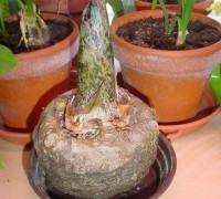 Khoai nưa,củ nưa,khoai ngái,cây củ nưa,Amorphophallus konjac,họ ráy,Araceae,Cây khoai nưa (củ nưa)