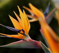 Thiên điểu,hoa thiên điểu,cây thiên điểu,hoa chim trời,hoa chim thiên đường,chim thiên đường,Strelitzia reginae,chi thiên điểu,họ chuối rẻ quạt,ý nghĩa hoa thiên điểu,ý nghĩa hoa chim thiên đường,Thiên điểu (hoa chim thiên đường)