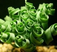 Cỏ xoắn ốc,Moraea tortilis,họ diên vĩ,họ Lay ơn,họ La dơn,Iridaceae,Cỏ xoắn ốc