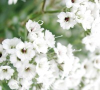 Hoa baby,baby,hoa chấm bi,Baby’s breath,ý nghĩa của hoa baby,Gypsophila,Gypsophila paniculata,họ cẩm chướng,Caryophyllaceae,Happy Festival,Festival star,hoa tình yêu,hoa tình nhân,love chalk,Hoa Baby (chấm bi)