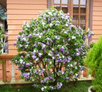 Hoa nhài Nhật,hoa Lài Nhật,nhài Nhật,lài Nhật,hoa nhài,hoa lài,lài hai màu,cà hoa xanh,Brunfeldsia hopeana Benth,Hoa Nhài Nhật (Lài Nhật)