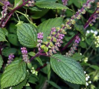 Hương nhu,hương nhu trắng,hương nhu tía,cây é,tác dụng của hương nhu,bài thuốc từ hương nhu,Ocimum tenuiflorum,Ocimum sanctum,họ hoa môi,Lamiaceae,Hương nhu