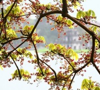 Cây hoa mõ,hoa mõ,cây hoa mõ bên hồ Gươm,cây hoa mõ bên hồ Hoàn Kiếm,Cây hoa mõ