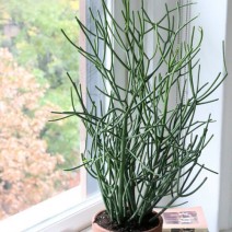 Cây xương khô (san hô xanh,xương cá,cây giao,cành giao)