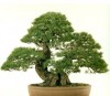 Thế cây,dáng cây,cây cảnh,thập toàn,cây cảnh cổ,bonsai,Dáng thế thập toàn cây cảnh cổ