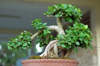 Kỹ thuật tạo dáng,lá,chồi cây cảnh,chăm sóc cây cảnh,hoa cảnh,Kỹ thuật tạo dáng, lá, chồi cây cảnh