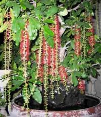 lộc vừng,chăm sóc cây cảnh,kỹ thuật trồng cây,sanh,sung,tùng,lộc,Tạo rễ buông và rải vụ hoa cho lộc vừng