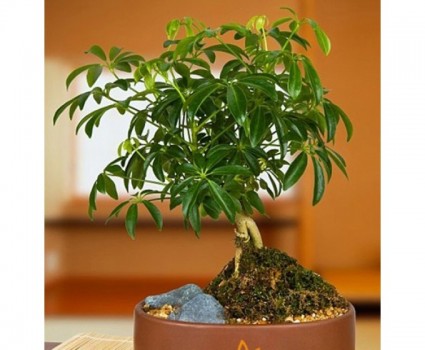 ngũ gia bì,ngu gia bi,cây chân chim,cay chan chim,Ngũ gia bì