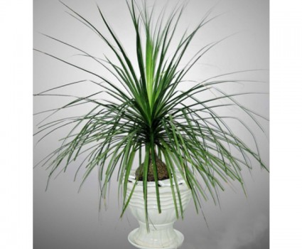 Lan Bình Rượu,lan binh ruou,cây náng đế,cay nang de,cây lan,cây nội thất,Beaucarnea recurvata,họ măng tây,họ thiên môn đông,Asparagaceae,ý nghĩa phong thủy của lan bình rượu,Lan Bình Rượu