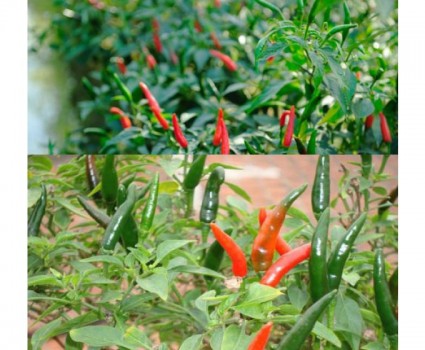 Ớt cảnh,Ớt cảnh