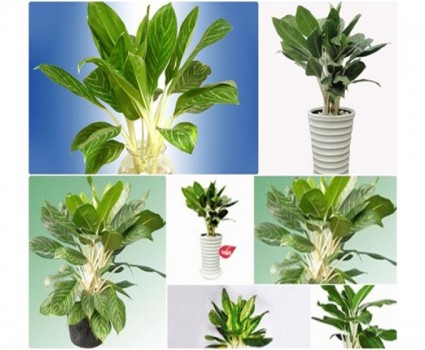 Bạch kim ngân,Bạch kim ngân